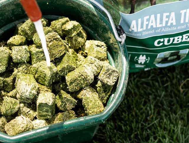 How to Soak Hay Cubes and Pellets for Horses: A Quick Guide