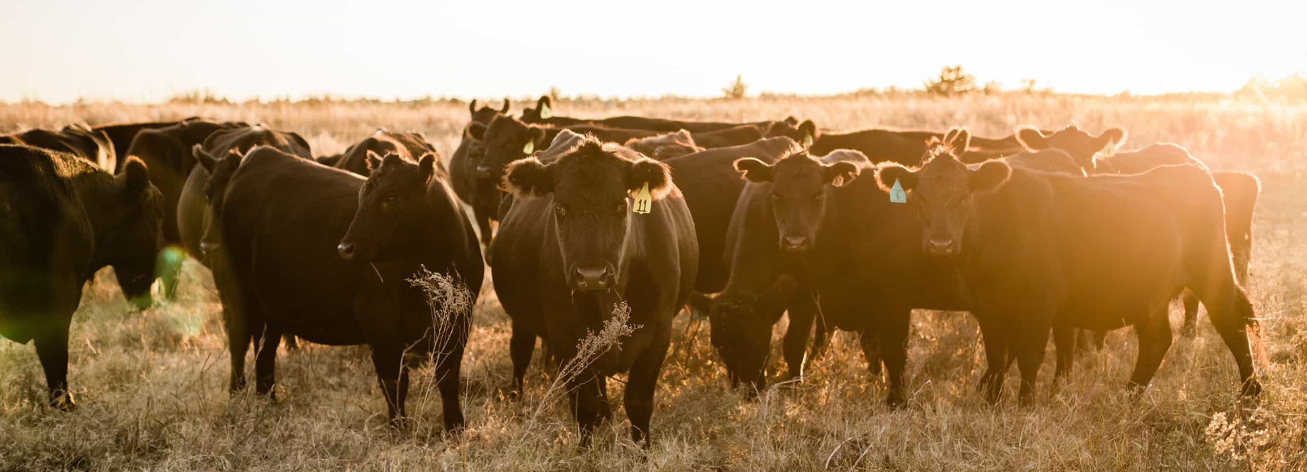 Cattle standing in spring pasture.