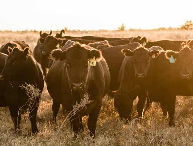 Cattle Spring Development Feeding Cattle Spring Transition: Forage & Pasture Management Tips