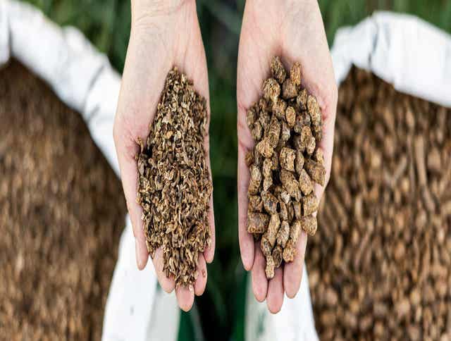 Feeding Beet Pulp to Horses: Benefits, Tips, and Safe Use