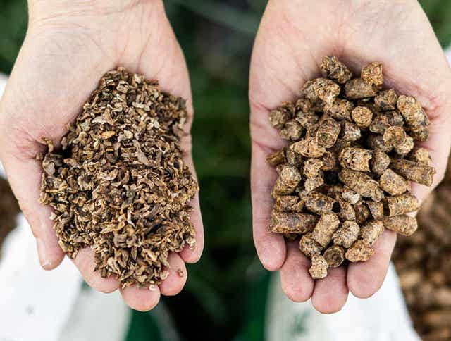 Feeding Beet Pulp to Horses: Benefits, Tips, and Safe Use