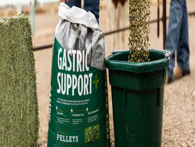 Gastric Support for Horses