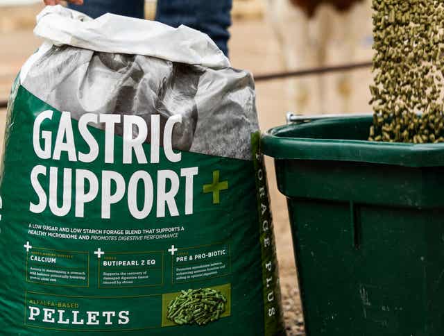 Gastric Support for Horses