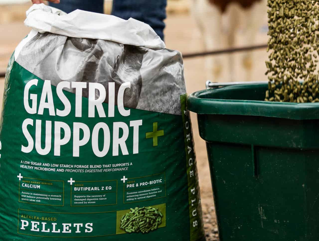 Understanding Gastric Health In Horses And Feed Management understanding-gastric-health-in-horses-and-feed-management