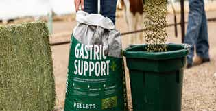 Equine Gastric Health Guide: How to Manage Stomach Ulcers in Horses