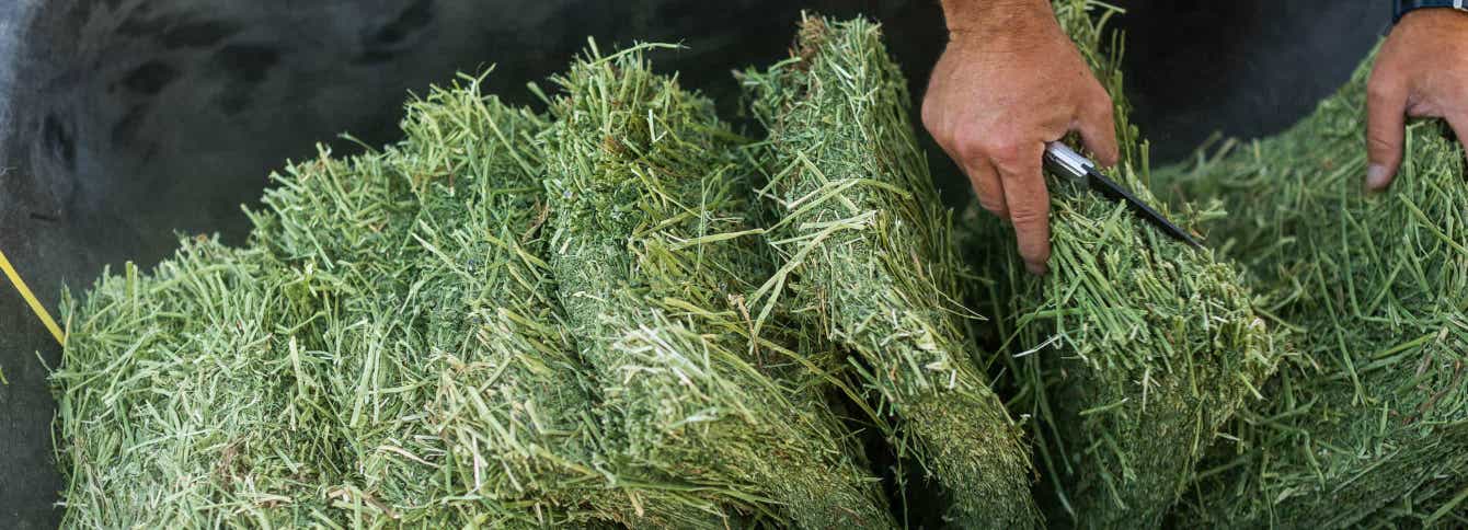 Four signs of good quality horse forage.