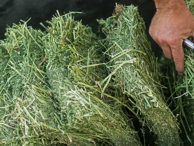 4 Signs of Good Quality Horse Forage