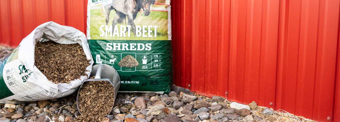 Complete Guide - Is Beet Pulp Feed Right for Your Horse