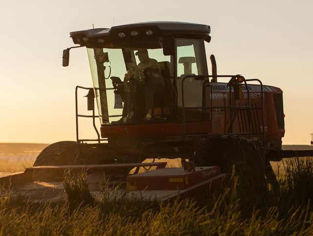 The Benefits of Feeding Timothy Hay to Horses