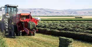 What Makes High-Quality Forage? A Hay Buyer’s Guide