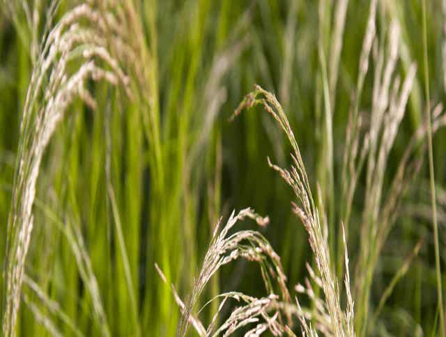 What Is Teff Grass And What Makes It Different From Other Forages?