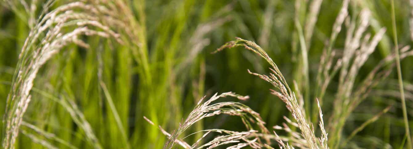 What is Teff Grass? Ideal Forage for Horses.