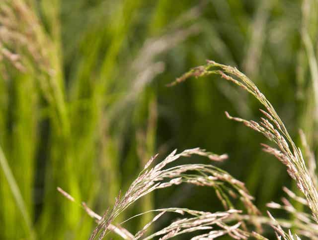 What Is Teff Grass And What Makes It Different From Other Forages?