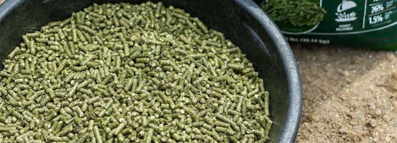 Everything you need to know about forage pellets for horses.