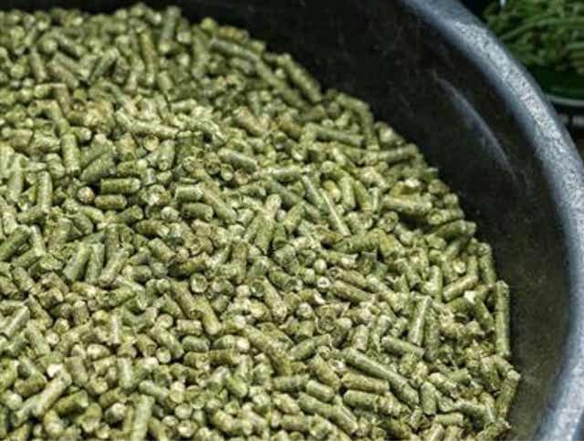 The Scoop on Forage Pellets for Horses