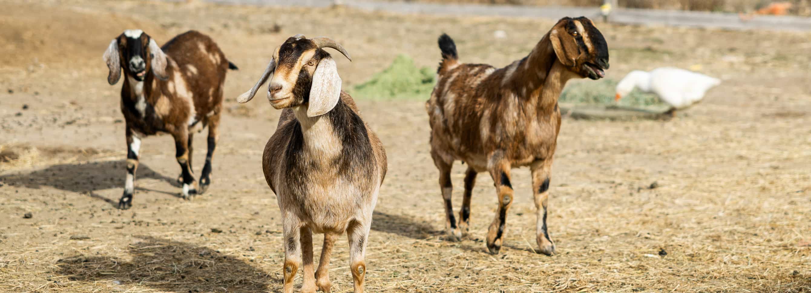 Goats standing in open pasture with forage in the background