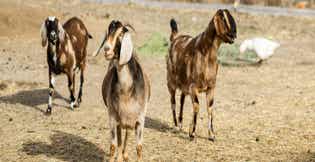 What Do Goats Eat? Complete Goat Nutrition & Feeding Guide