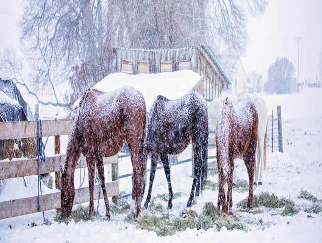 Preventing Winter Weight Loss in Horses: Forage Strategies to Keep Your Horse in Good Condition