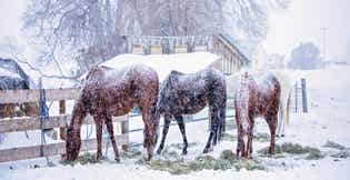 Preventing Winter Weight Loss in Horses: Forage Strategies to Keep Your Horse in Good Condition