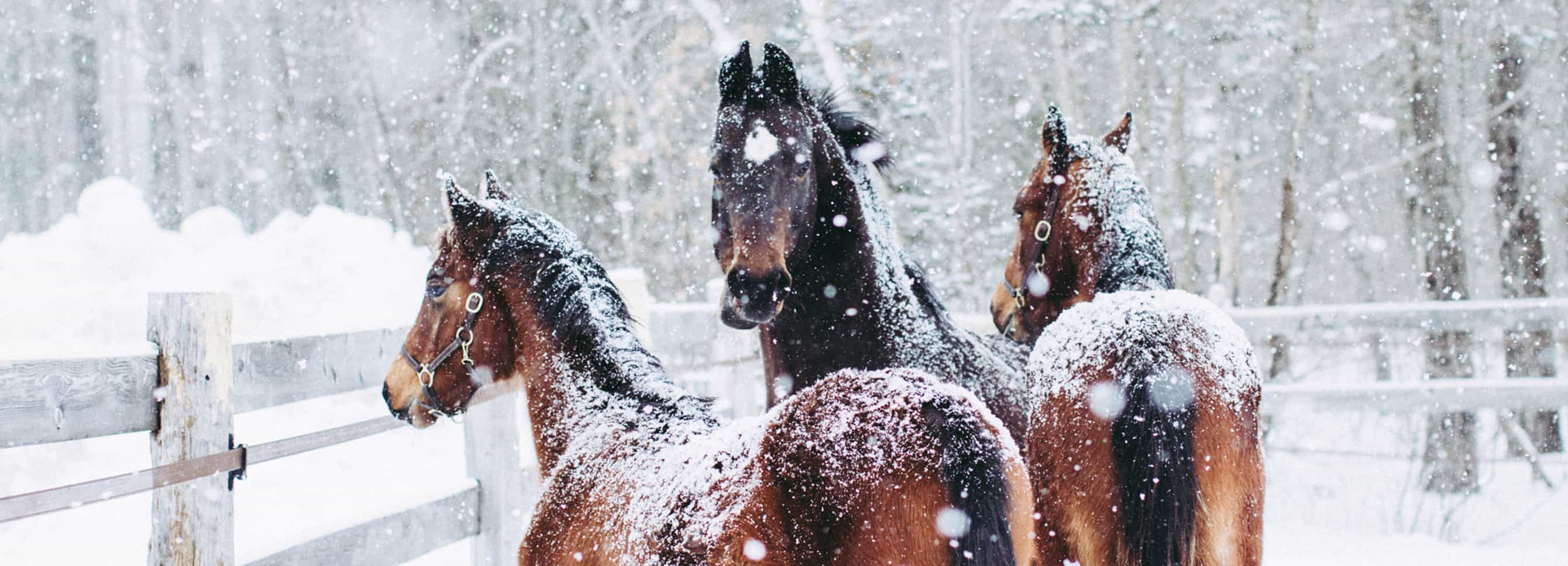 Winter Horse Care Guide and Essential Cold-Weather Tips