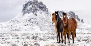 Feeding Horses in Winter: 3 Essential Tips for Forage, Hydration & Health