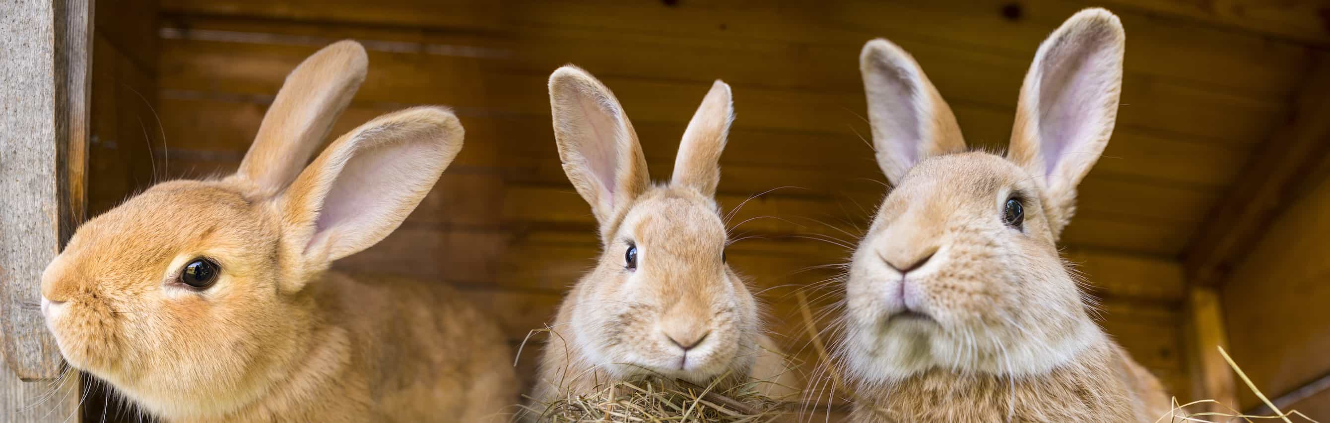 Rabbit boredom store