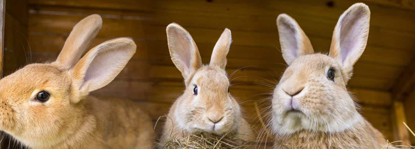 Is Your Rabbit Bored?