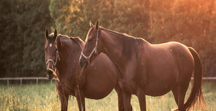 Feeding Pregnant Broodmares