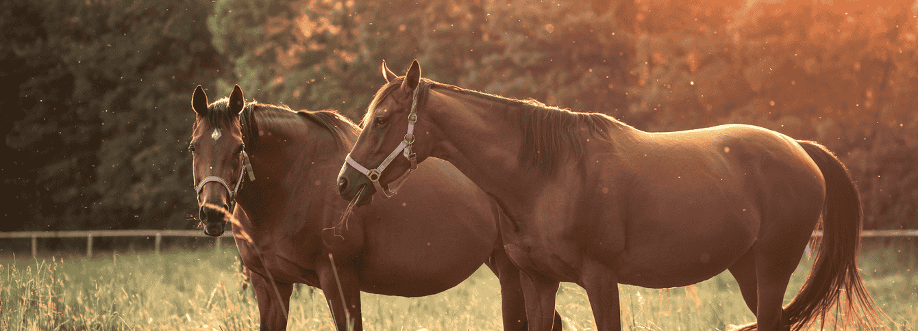Feeding Tips and Guidelines for Pregnant Broodmares