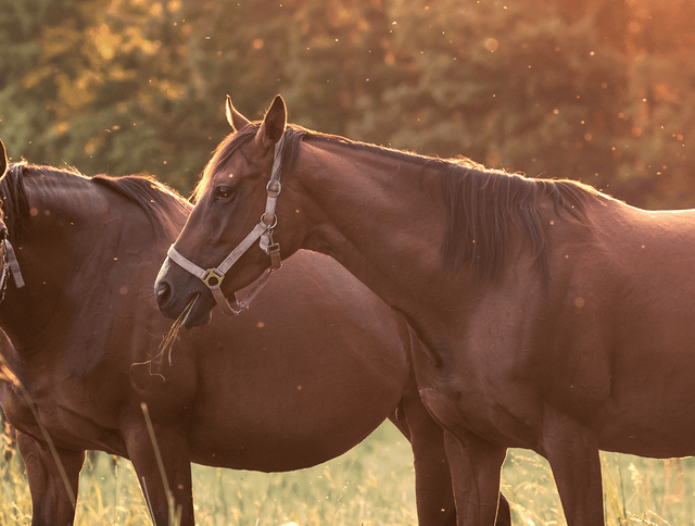Feeding Pregnant Broodmares