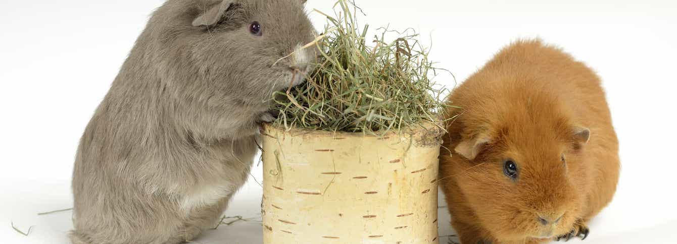 3 Tips for Choosing the Right Hay for Your Small Animal