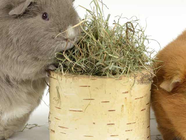 3 Tips for Choosing the Right Hay for Your Small Animal
