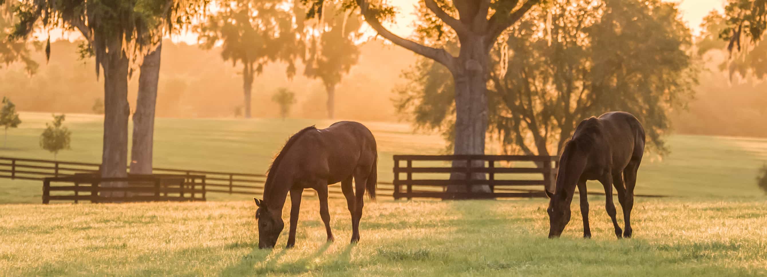 How to Avoid High NSC Intake for Horses in the Spring