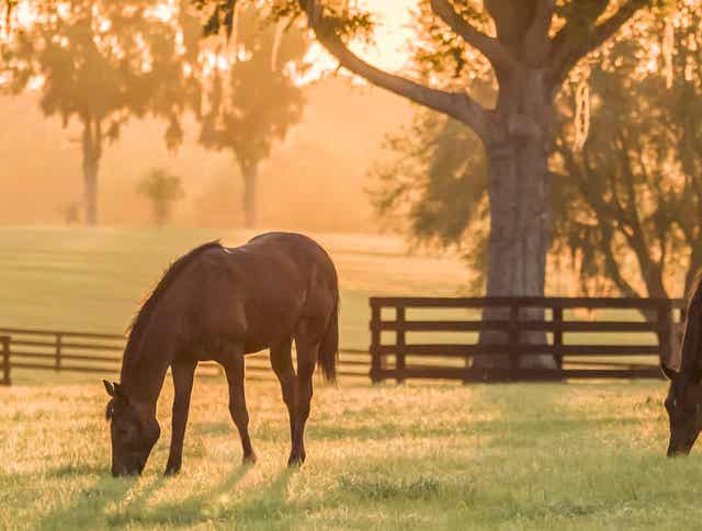 How to Avoid High NSC Intake for Horses in the Spring