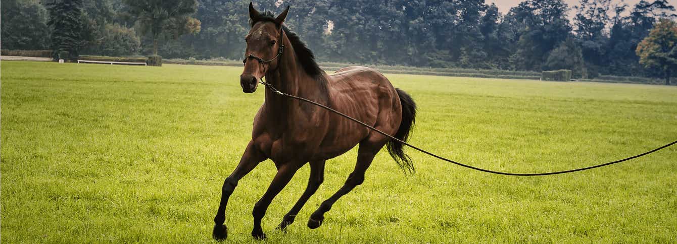 3 Ways to Safely Help Your Horse Gain Weight