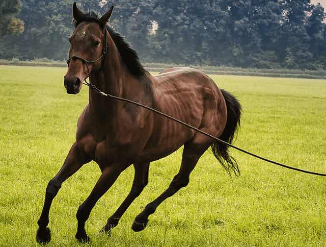 3 Ways to Safely Prep Your Underweight Horse for Winter