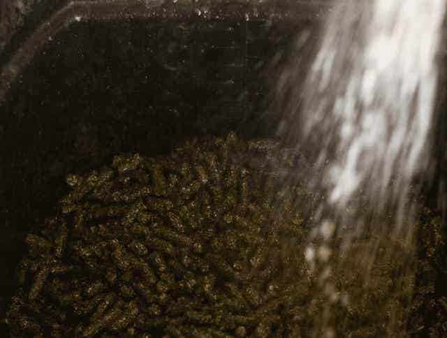Should you soak your horse’s pellets and cubes before feeding?