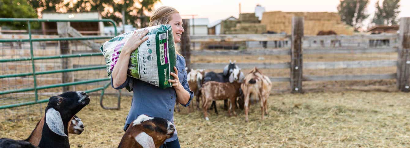 What to consider when picking hay to feed dairy goats