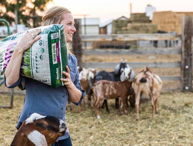 What hay do you feed dairy goats?