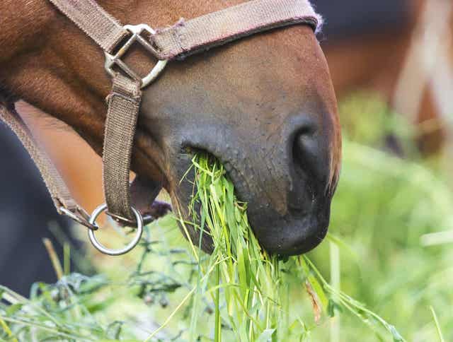 What Do I Feed My Horse? - Managing Forage Part 2