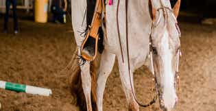 Iron for Horses: Do They Really Need More in Their Diet?