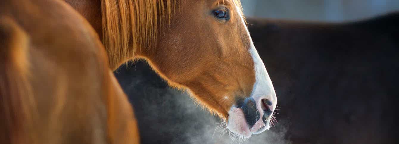 Winter Feeding Easy Keeper and Hard Keeper Horses