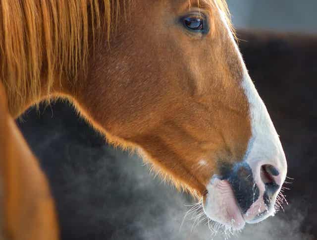 Winter Feeding Easy Keeper and Hard Keeper Horses