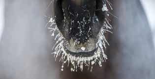 5 Tips to Get Your Horse to Drink More Water During Winter