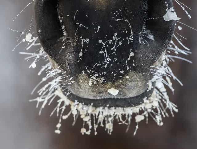 5 Tips to Get Your Horse to Drink More Water During Winter