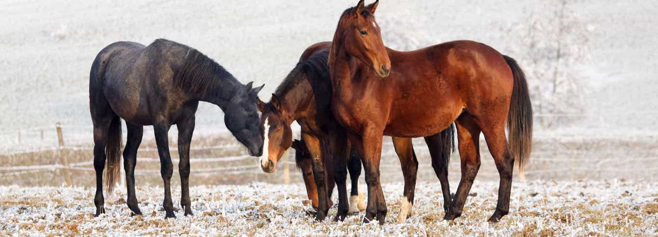 Prepare for winter with Standlee's winter horse care guide