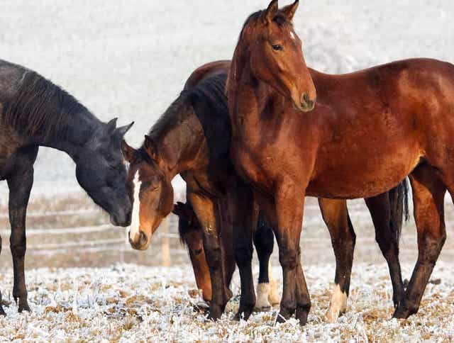 Winter Horse Care Guide