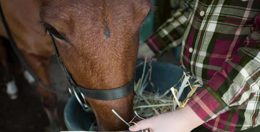Horse eating chopped forage from a feed bucket.
