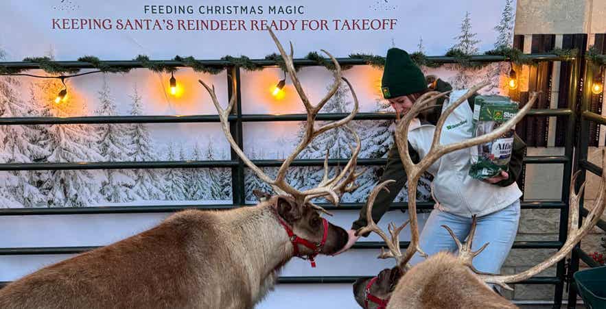 Feeding Reindeer