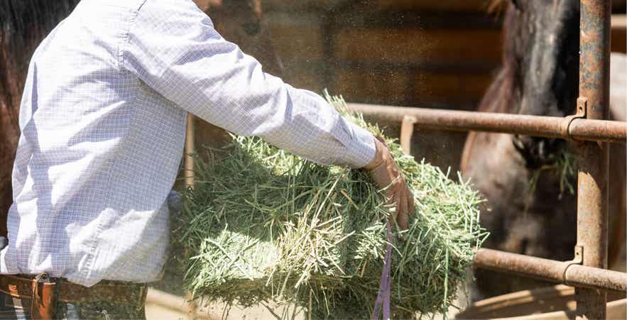 Man feeding a bale of forage to horses.